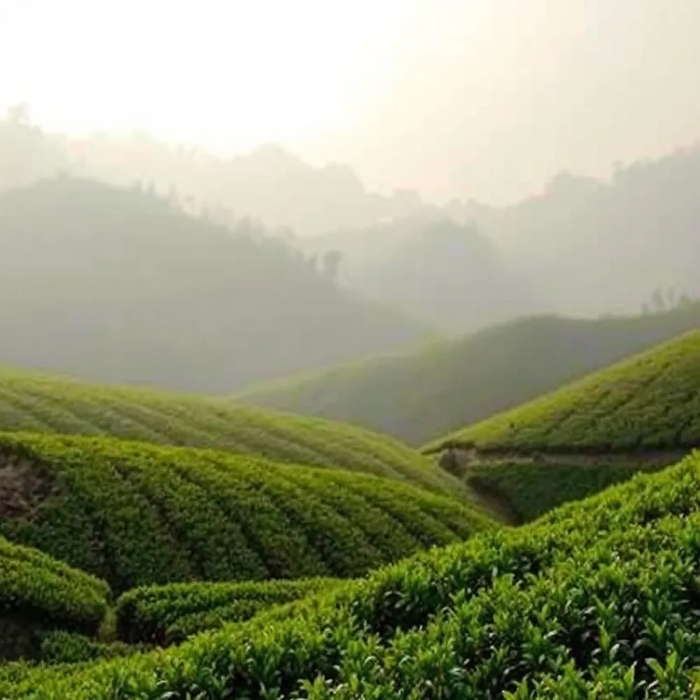 We honor the land and the hands that harvest our tea by maintaining direct, fair-trade partnerships that prioritize ecological farming and local community stability.